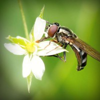 /album/askilderbrees/photolia-a02-jpg/