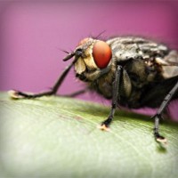 /album/askilderbrees/photolia-a08-jpg/